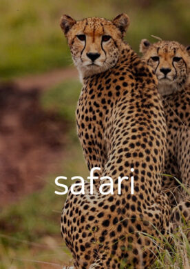 safari