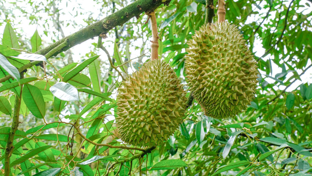 Śmierdzący owoc durian - Najciekawsze w Indonezji