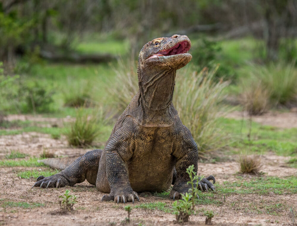 Park Narodowy Komodo - Najciekawsze w Indonezji