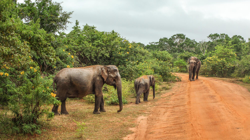 Safarii w Yala National Park - Wybrane atrakcje