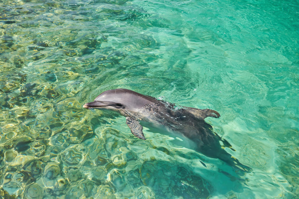 niezwykle popularne stały się wyprawy łodziami w celu podziwiania delfinów  - Wybrane atrakcje