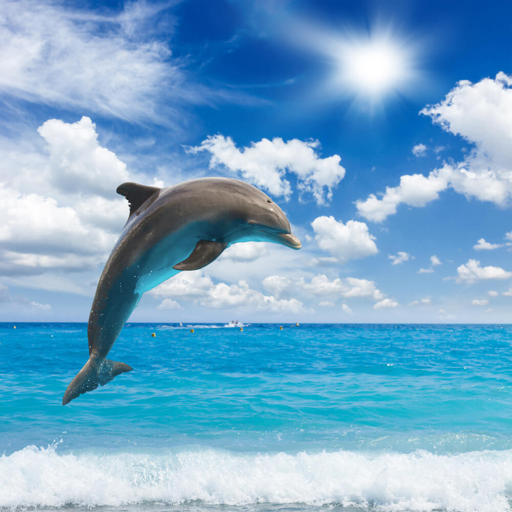 Pływanie z delfinami - Wycieczki fakultatywne
