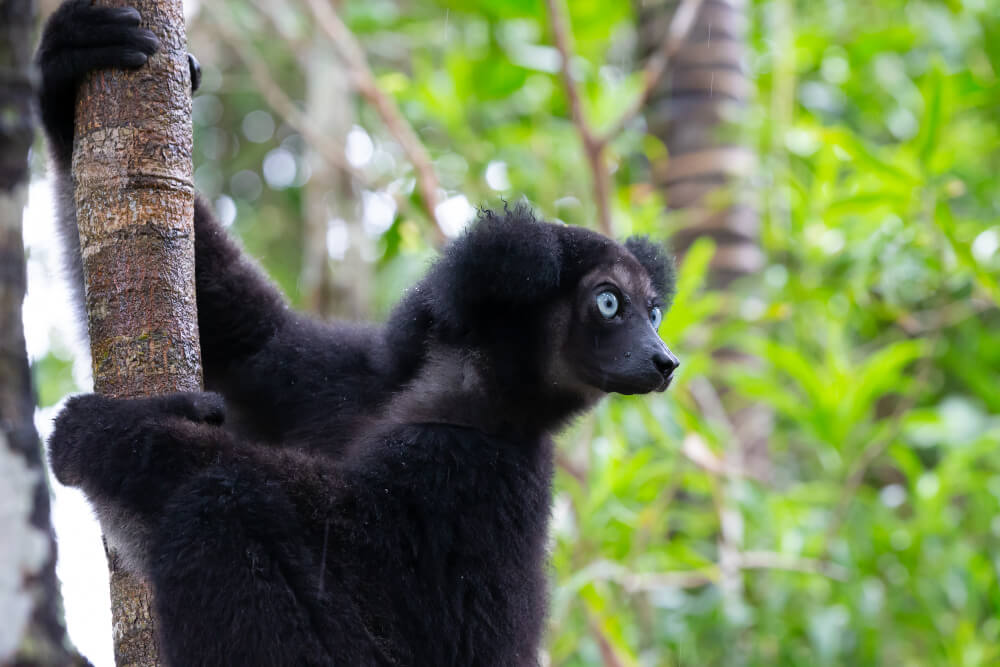 Wyspa lemurów - Wycieczki fakultatywne