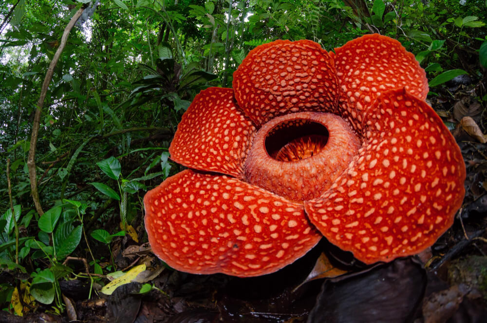 Największy kwiat na świecie – Rafflesia Arnoldi ważący do 7 kilogramów rośnie tylko na Sumatrze - Najciekawsze w Indonezji